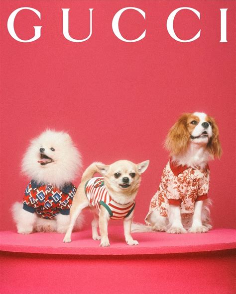 gucci pet baby|gucci pet store.